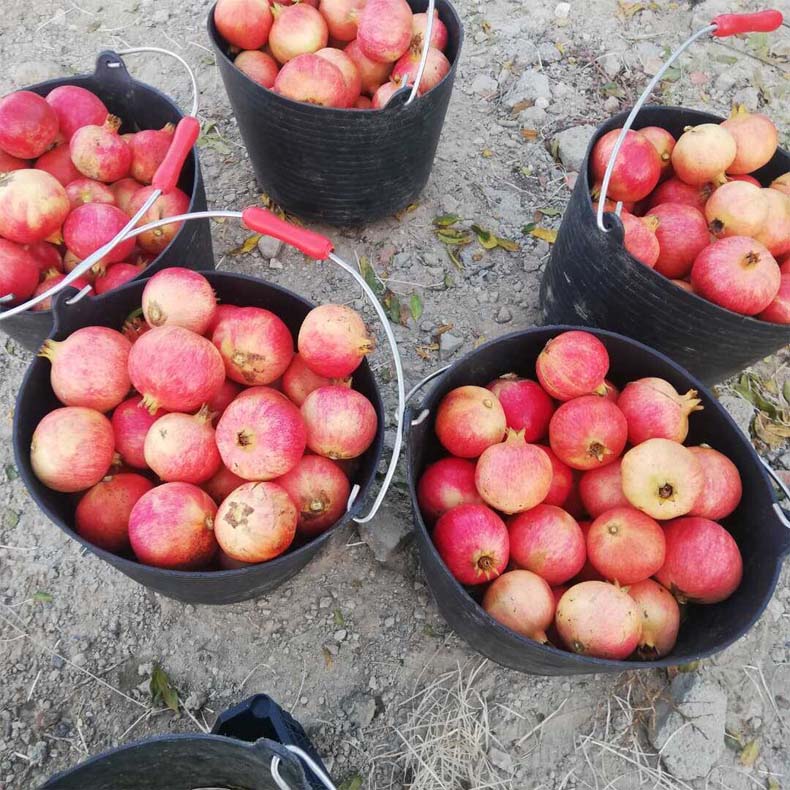 frutas y verduras | i love citrus