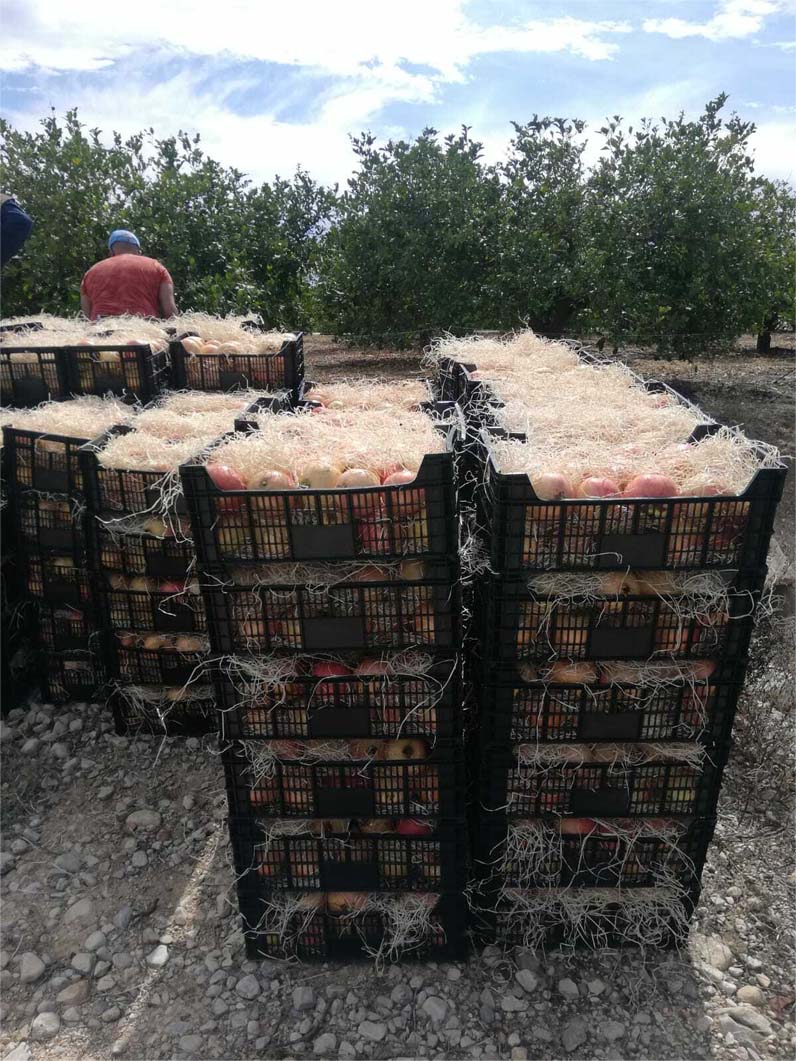 frutas y verduras | i love citrus