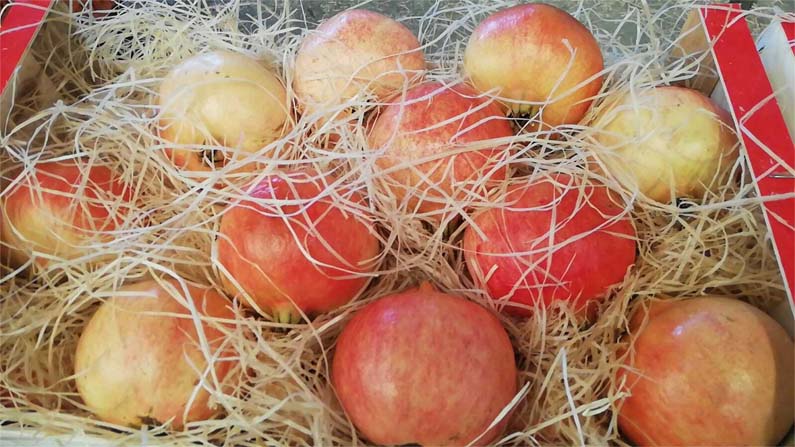 frutas y verduras | i love citrus