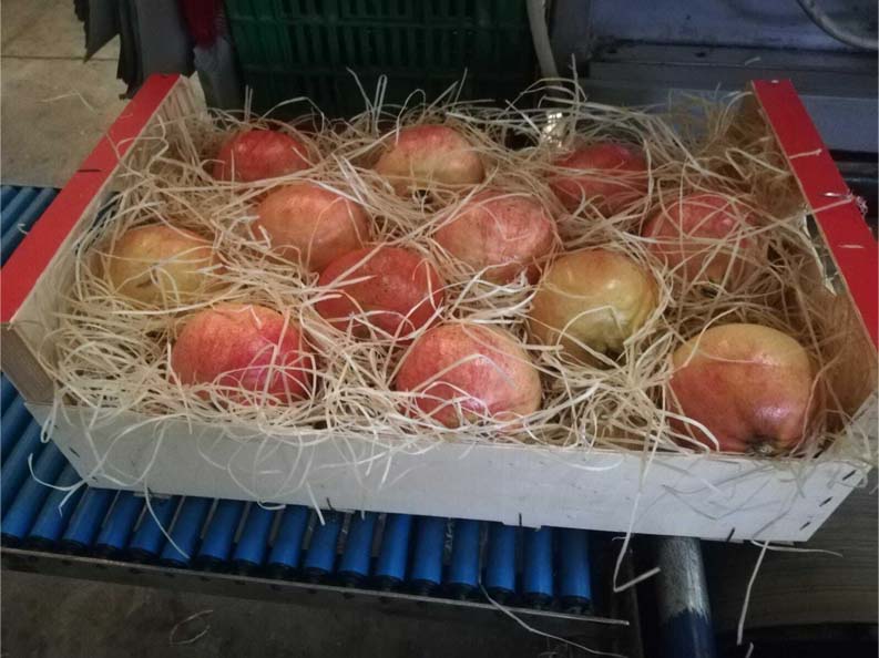 frutas y verduras | i love citrus