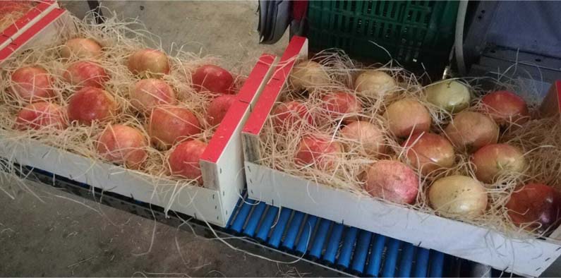 frutas y verduras | i love citrus