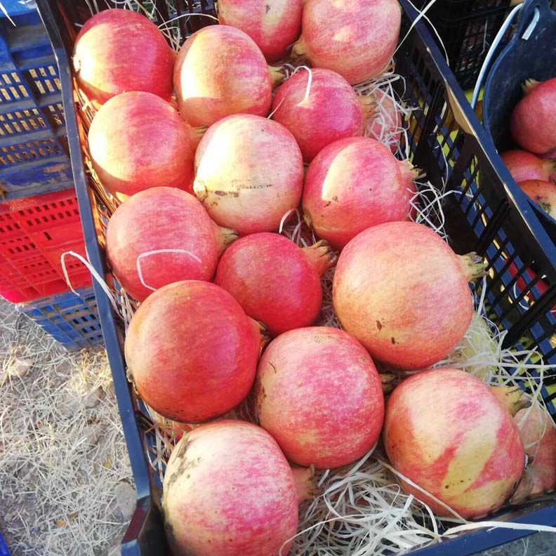 frutas y verduras | i love citrus