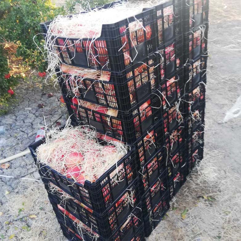 frutas y verduras | i love citrus