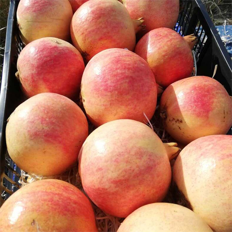 frutas y verduras | i love citrus