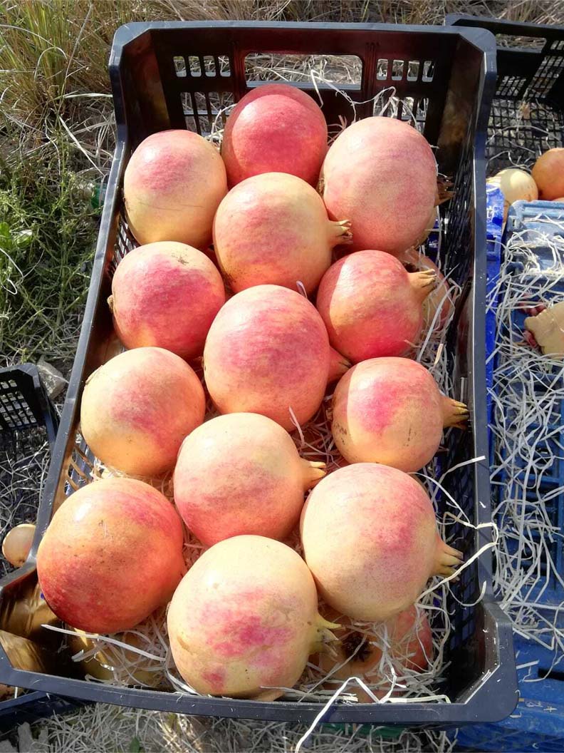 frutas y verduras | i love citrus