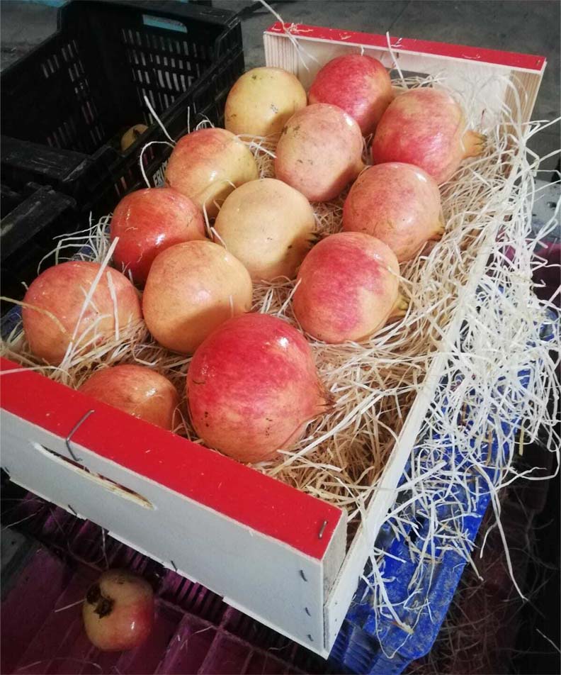 frutas y verduras | i love citrus