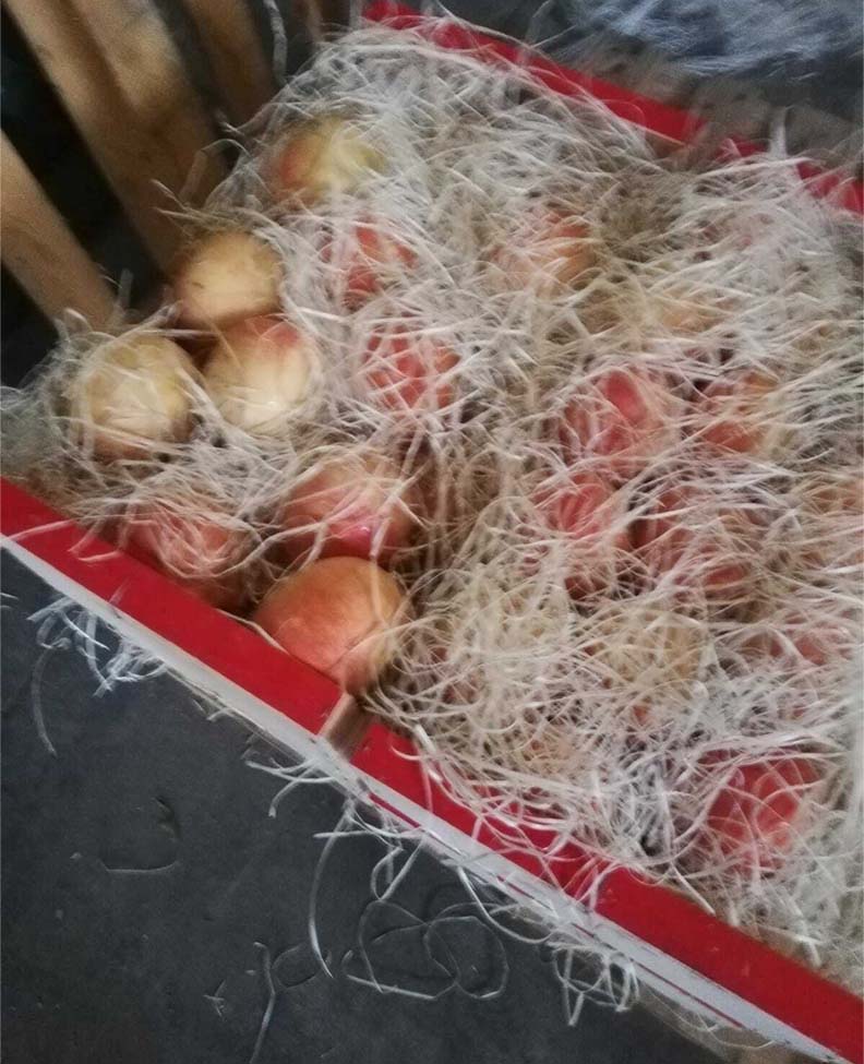 frutas y verduras | i love citrus