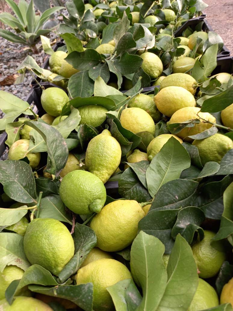 limones | i love citrus