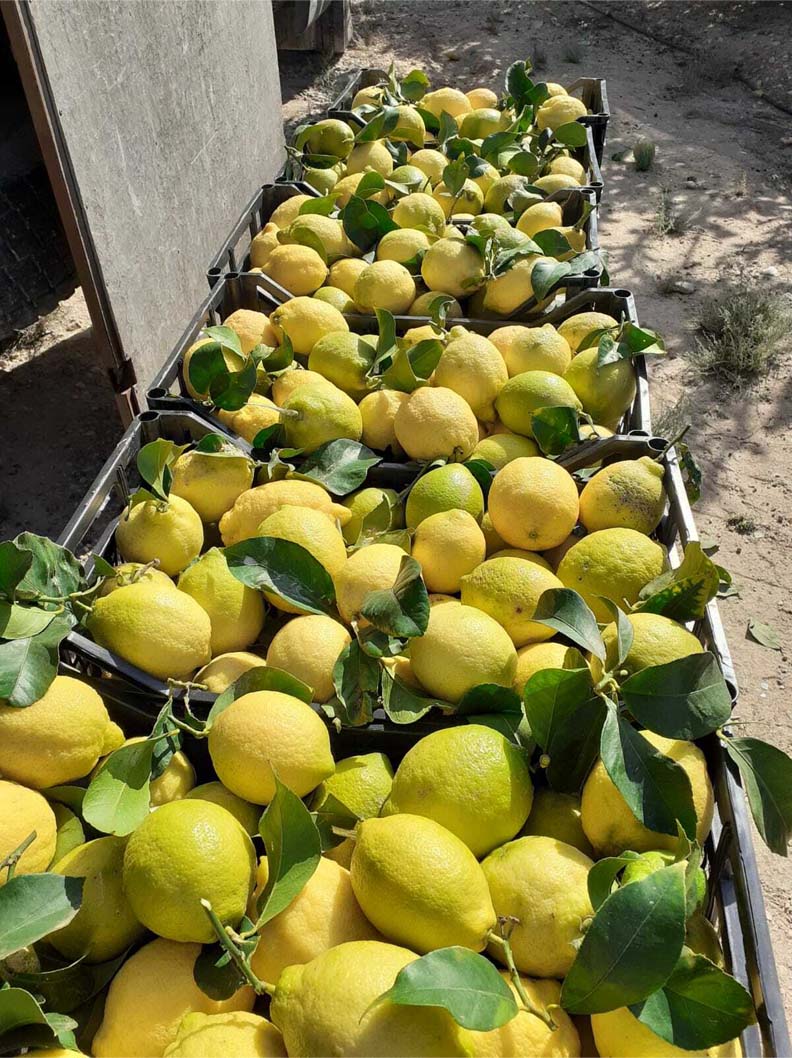limones | i love citrus