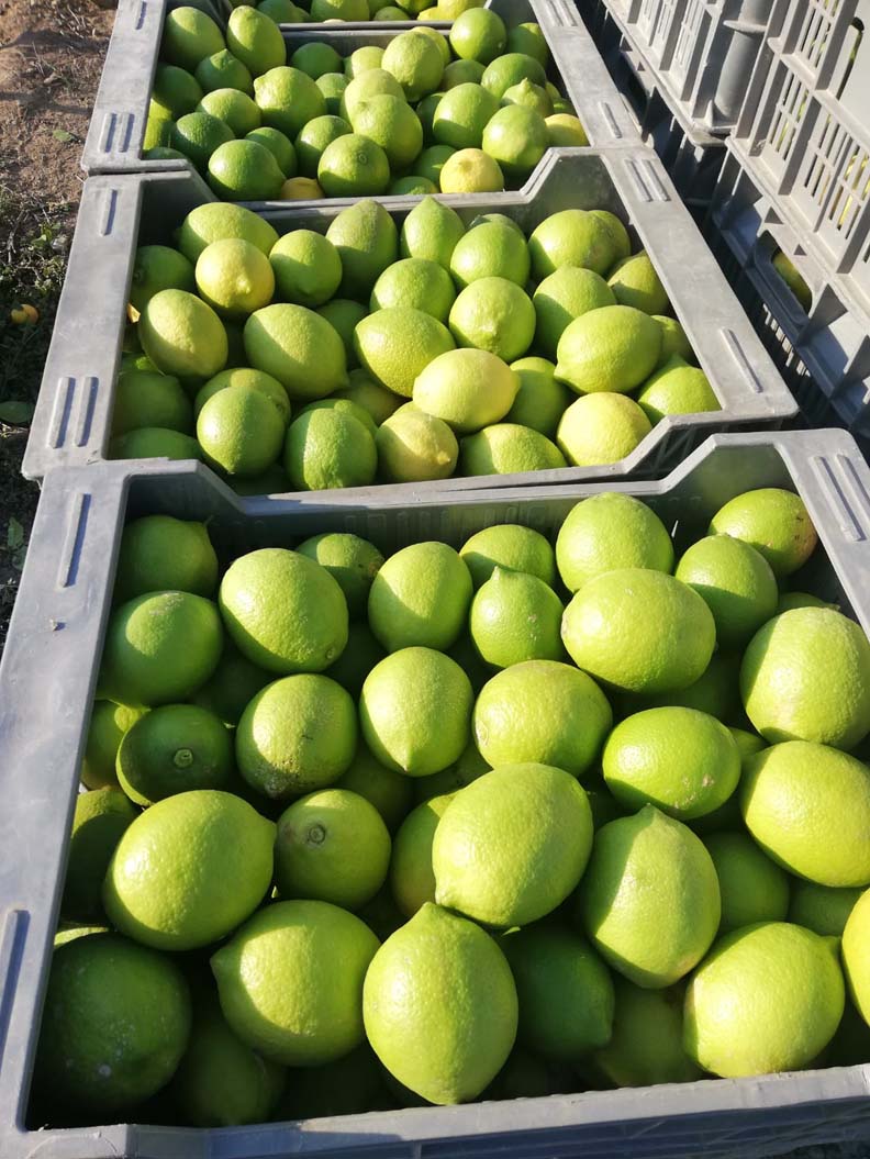 limones | i love citrus