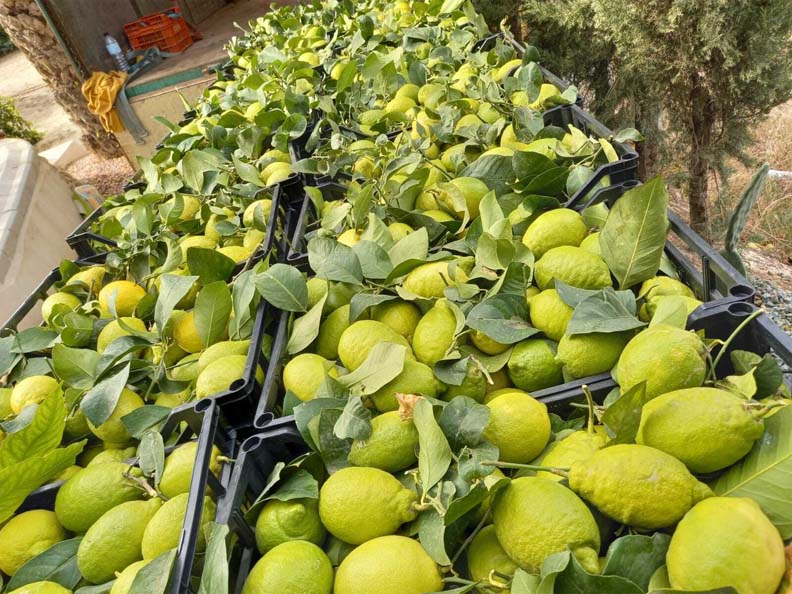 limones | i love citrus