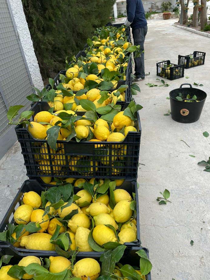 limones | i love citrus