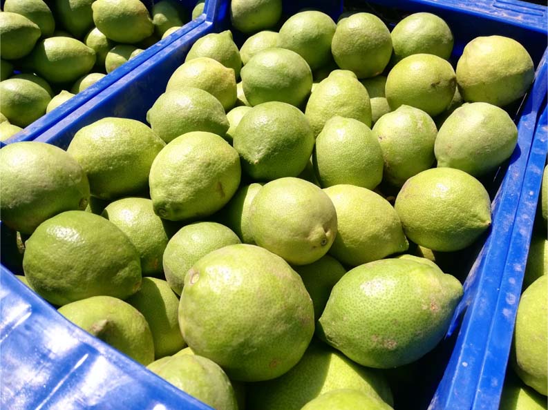 limones | i love citrus