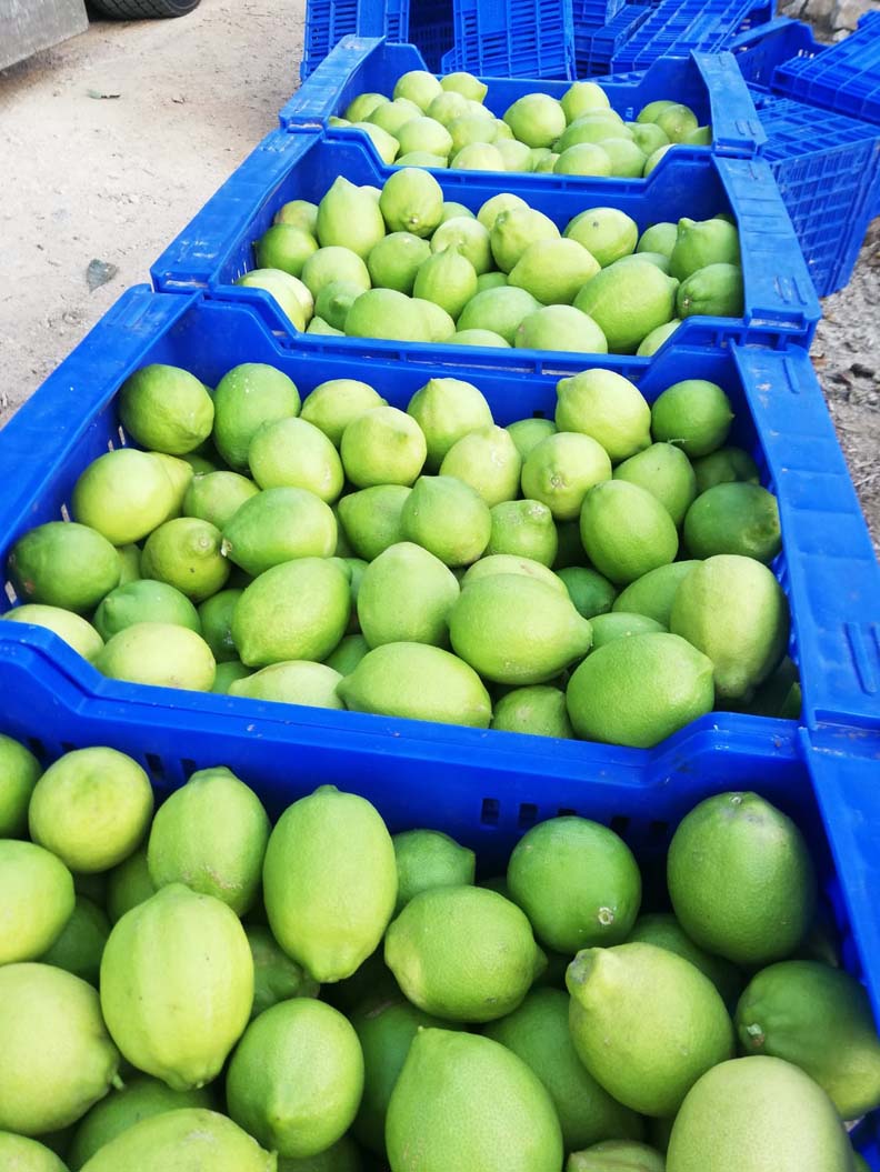 limones | i love citrus