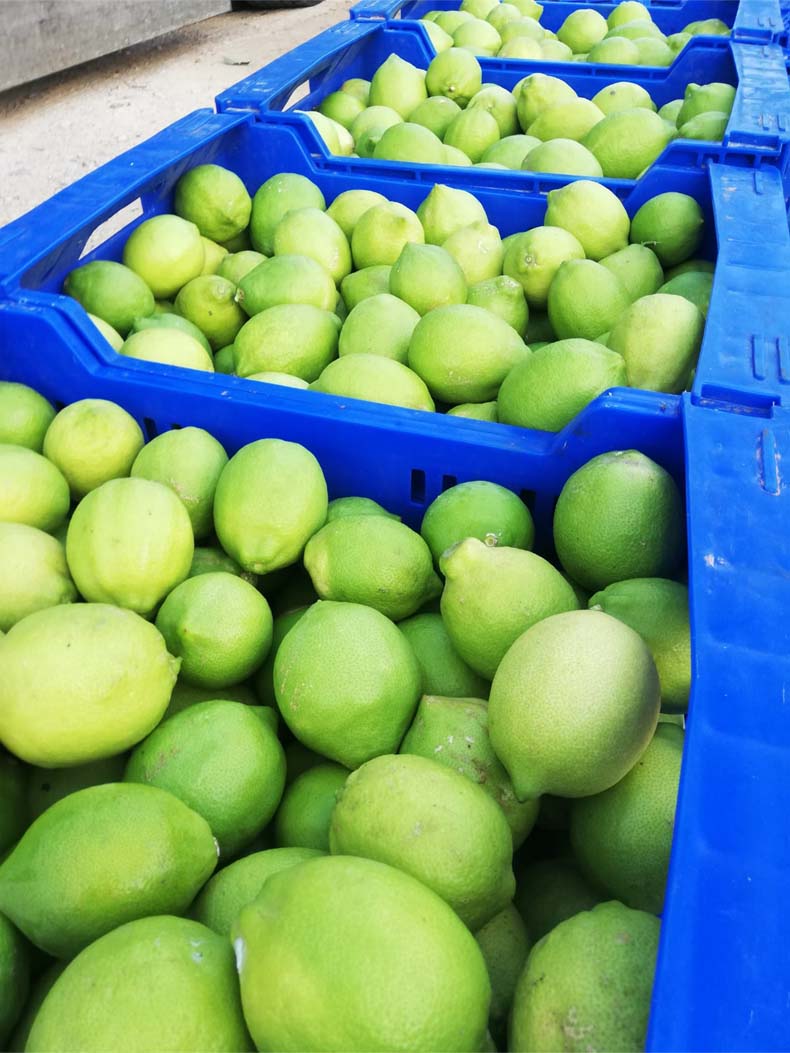 limones | i love citrus