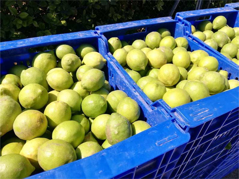 limones | i love citrus