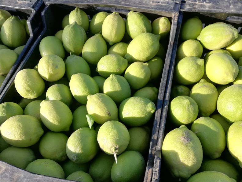 limones | i love citrus