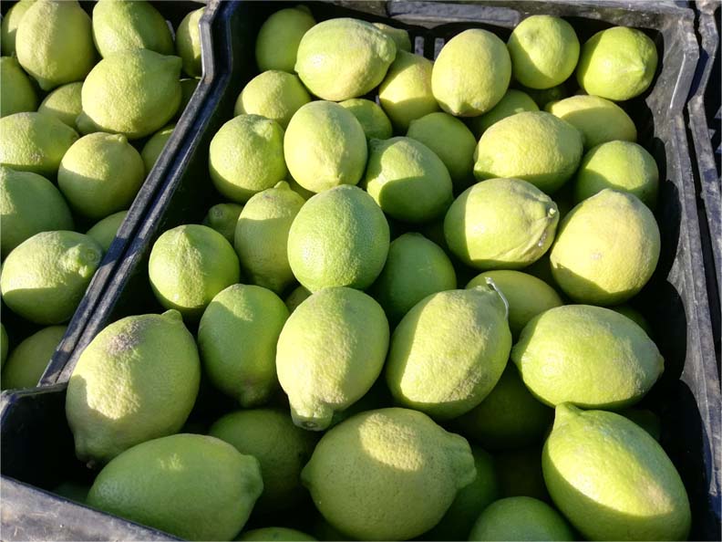 limones | i love citrus