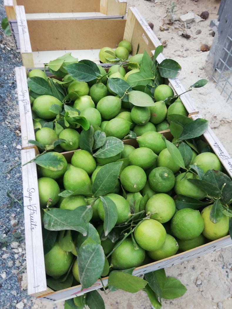 limones | i love citrus