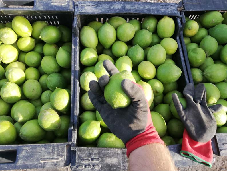 limones | i love citrus