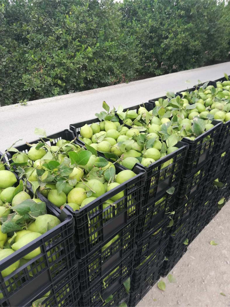 limones | i love citrus