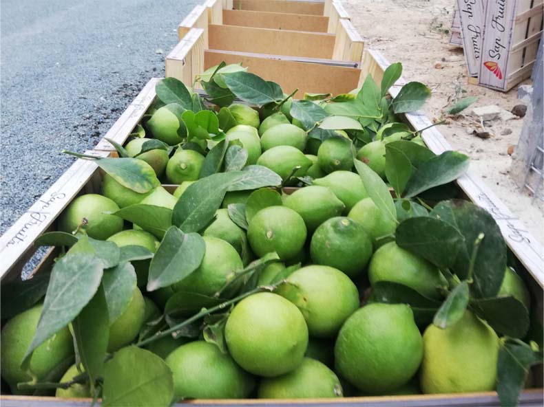 limones | i love citrus