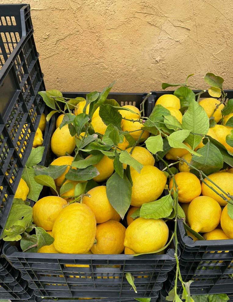 limones | i love citrus