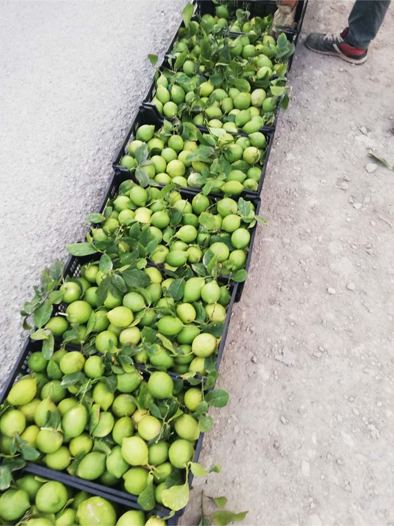 limones | i love citrus