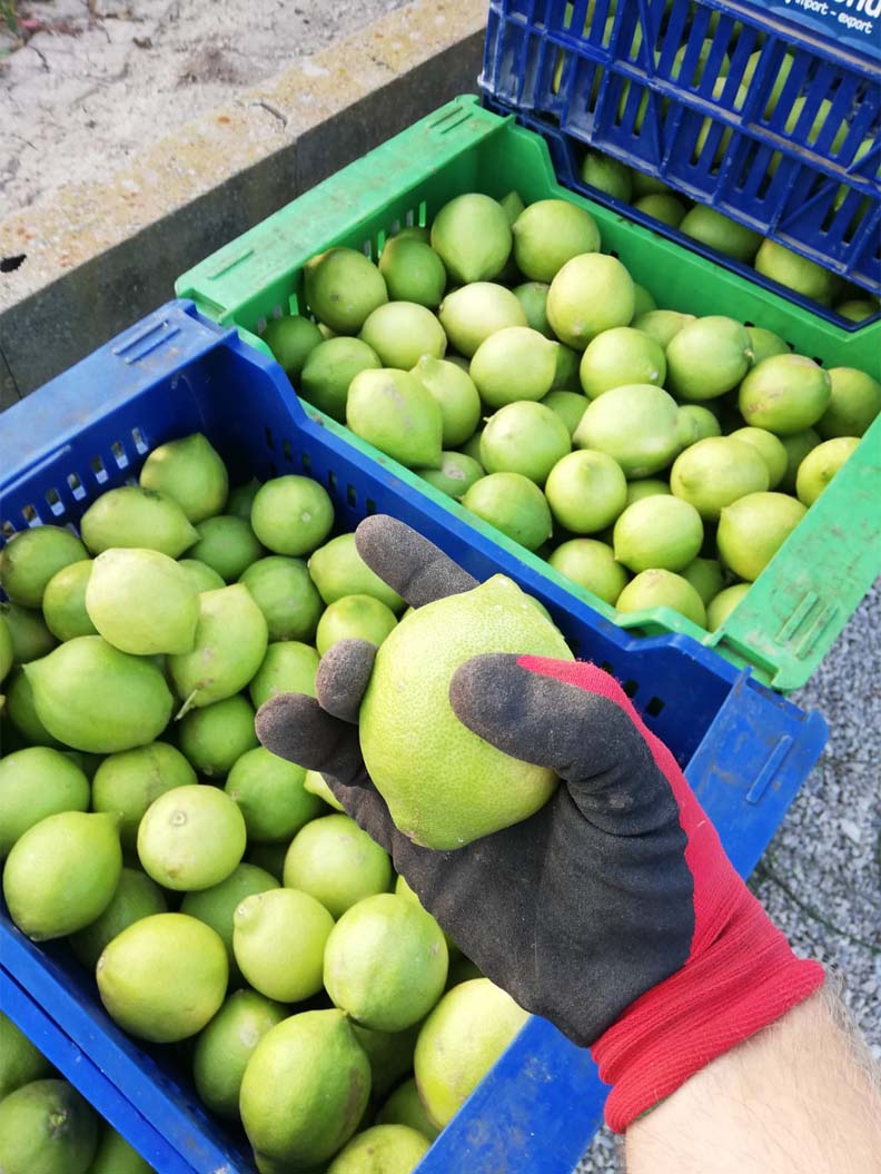 limones | i love citrus