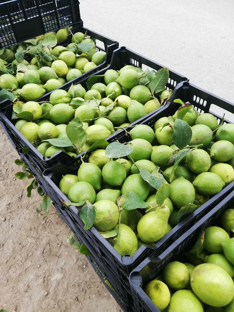 limones | i love citrus