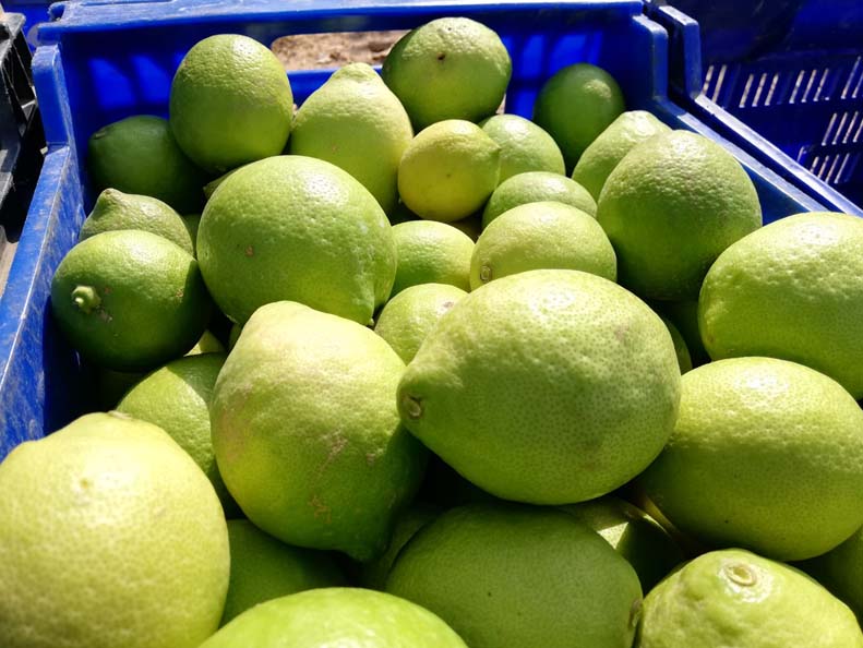 limones | i love citrus