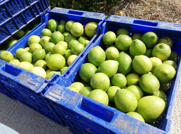 limones | i love citrus