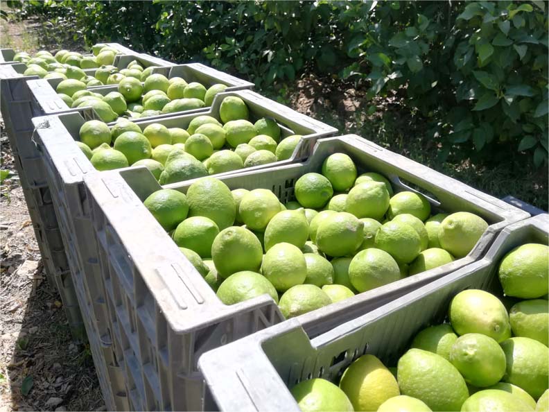 limones | i love citrus