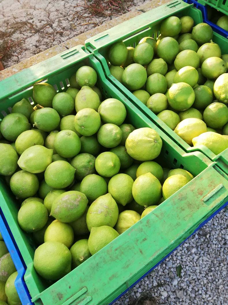 limones | i love citrus