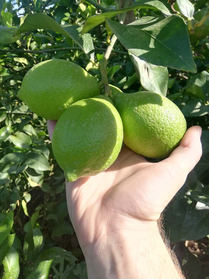 limones | i love citrus