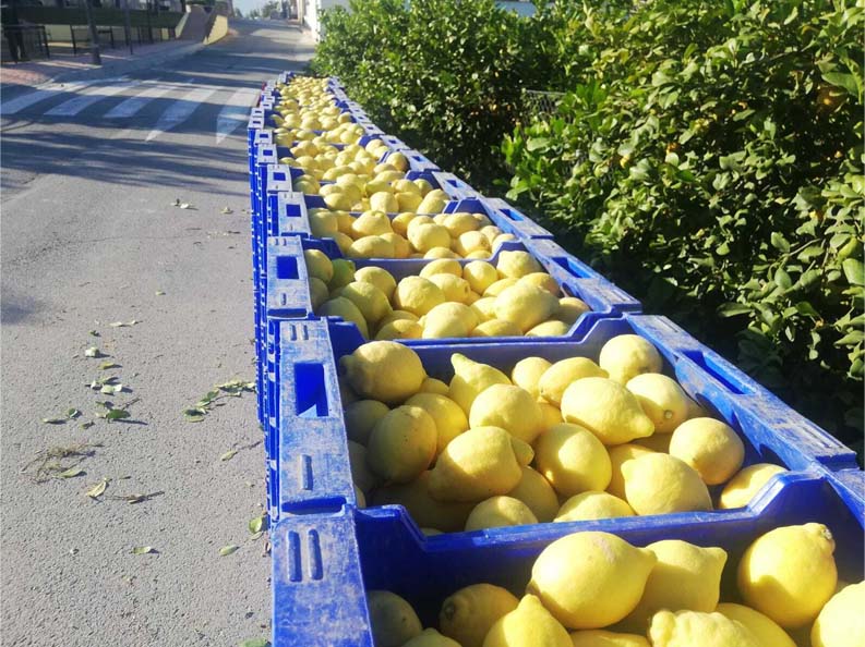 limones | i love citrus