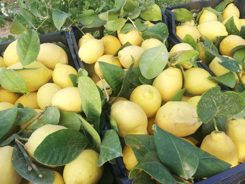 limones | i love citrus