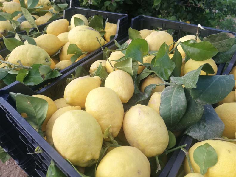 limones | i love citrus