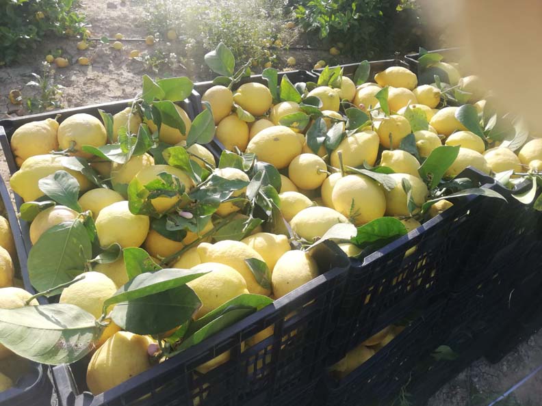 limones | i love citrus