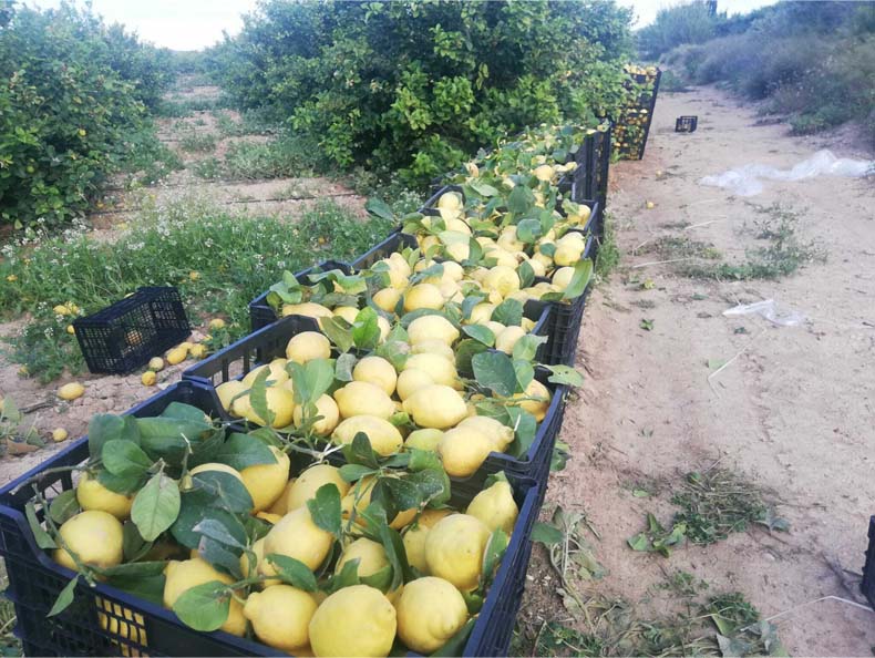 limones | i love citrus