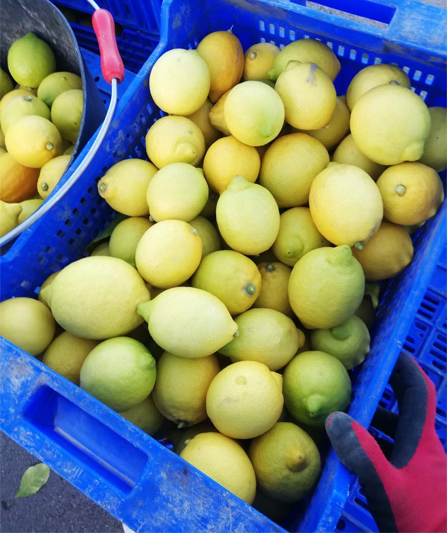 limones | i love citrus