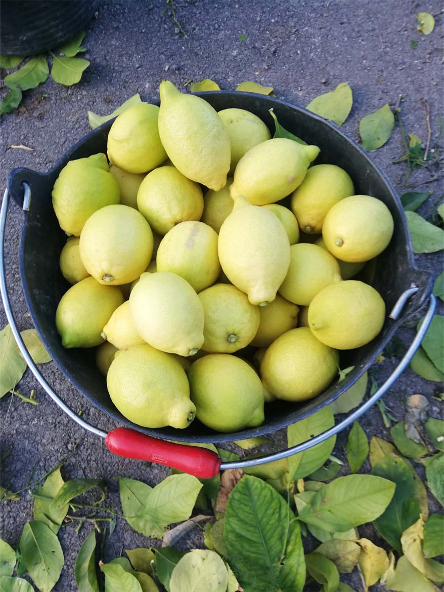 limones | i love citrus