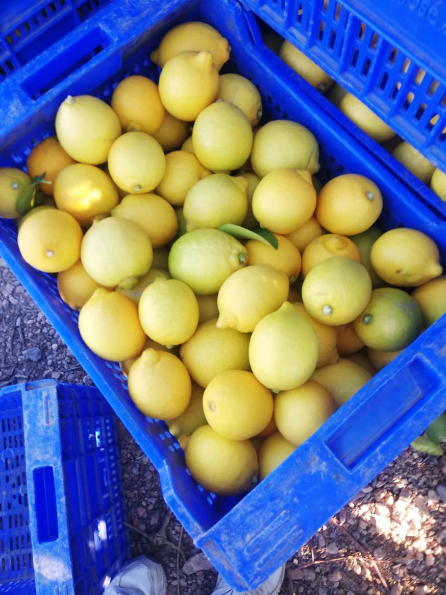 limones | i love citrus