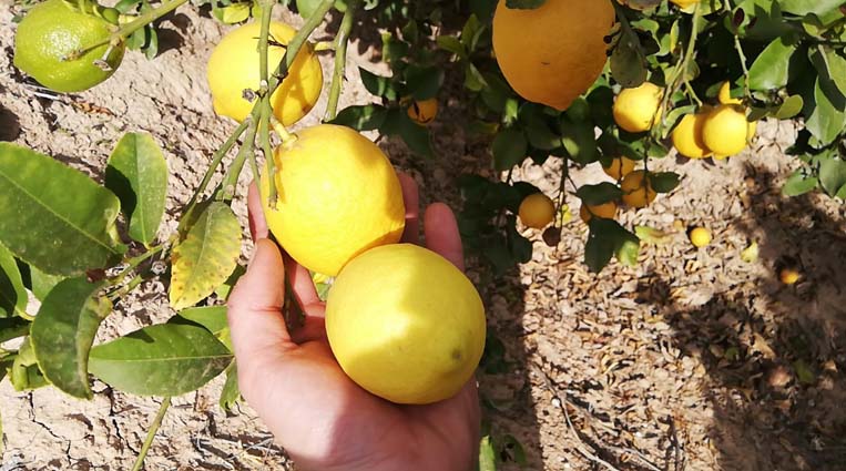 limones | i love citrus