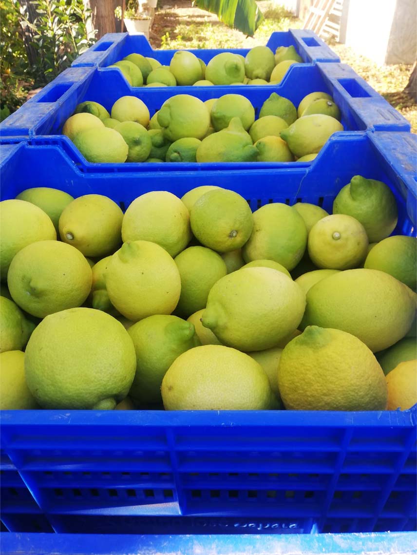 limones | i love citrus