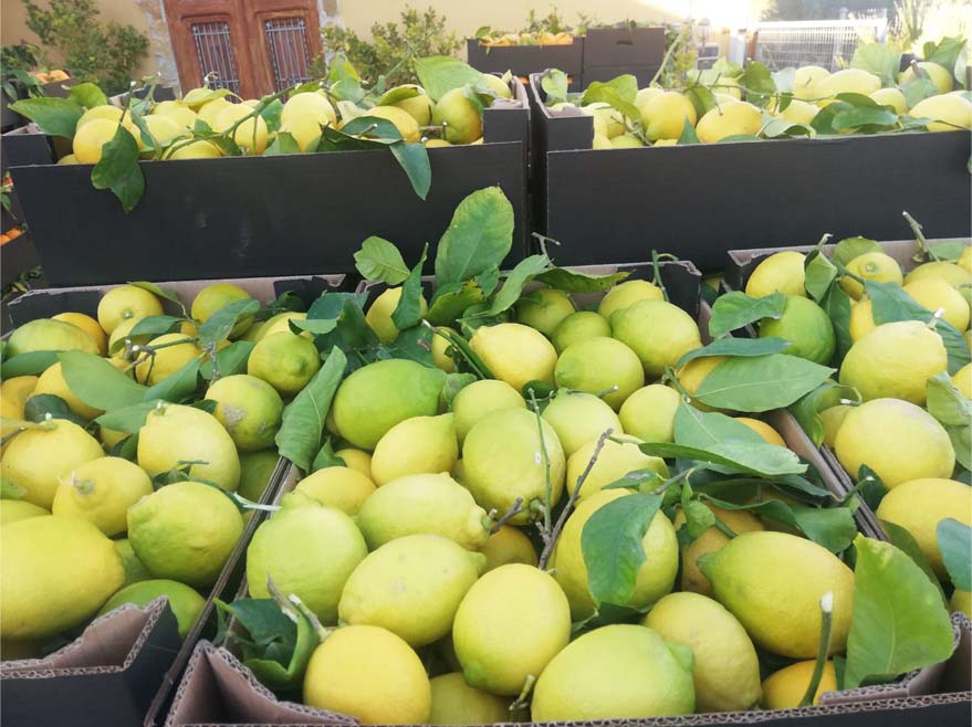 limones | i love citrus