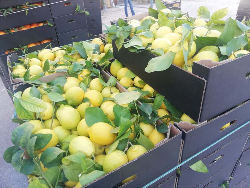 limones | i love citrus