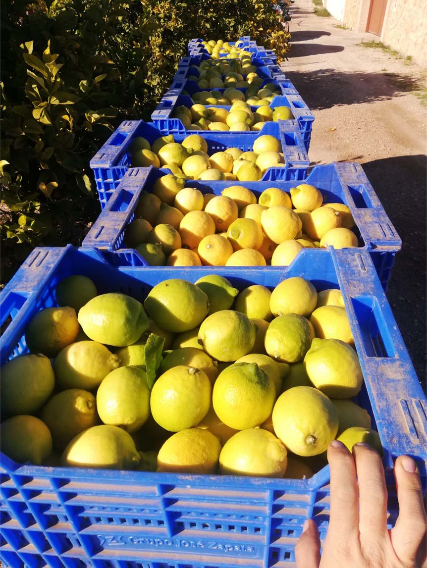 limones | i love citrus