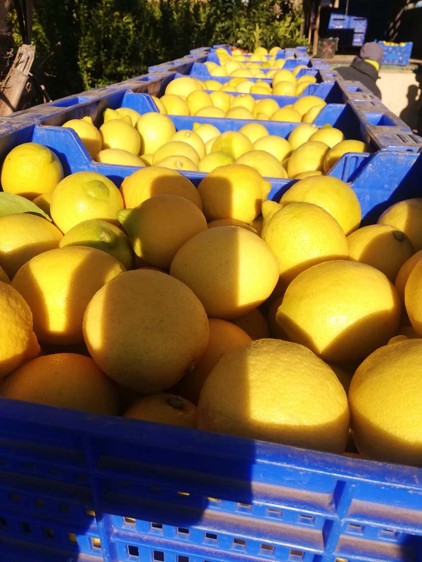 limones | i love citrus