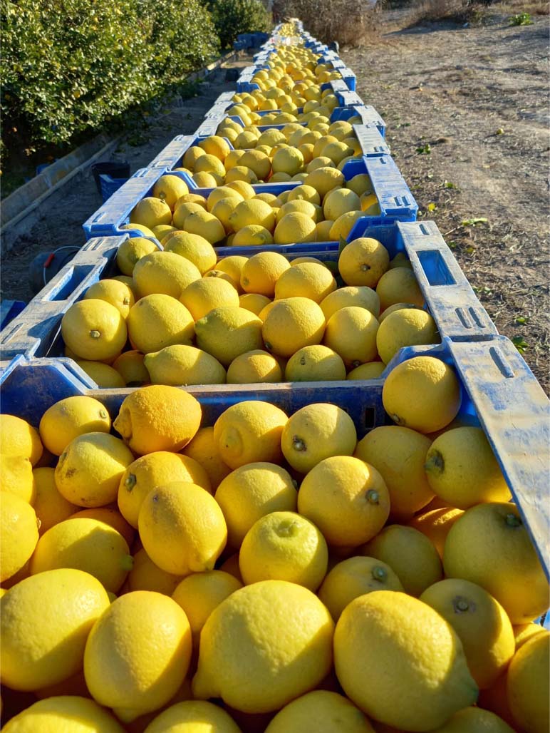 limones | i love citrus
